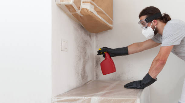 Professional Basement Mold Removal technician working in Hillsdale, NJ