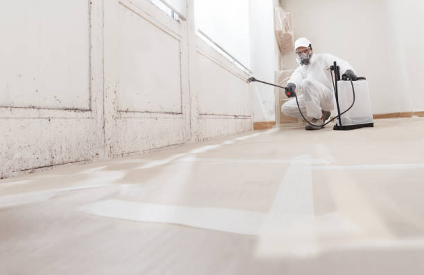 24/7 Emergency Basement Mold Removal experts in Hillsdale, NJ