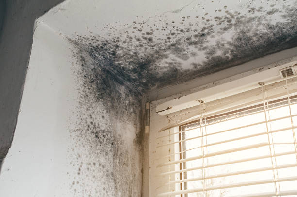 Affordable Basement Mold Removal solutions in Hillsdale, NJ
